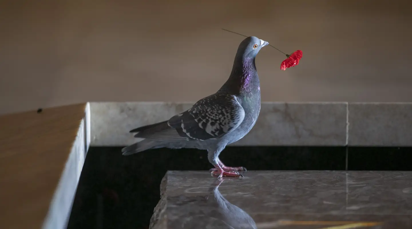  A pigeon takes poppies from the Tomb of the Unknown Soldier