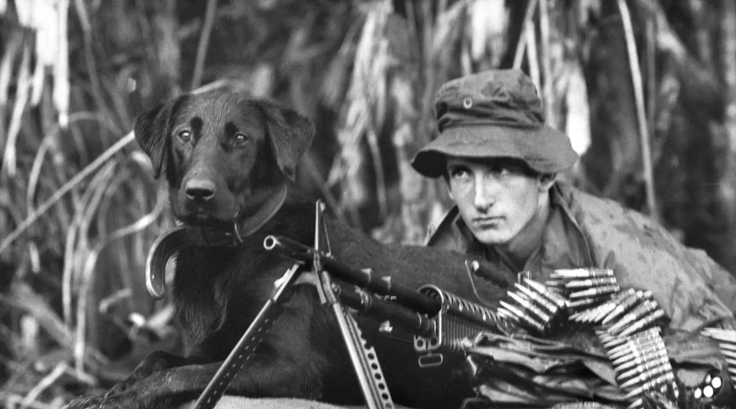 Tiber, a Labrador tracker dog with the 7RAR, is on piquet duty with his personal handler