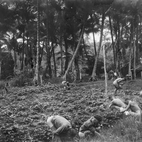 Members of F Force suffering from dysentery relieve themselves during a break