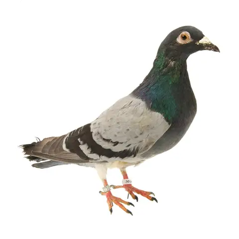 Blue Bar Cock Pigeon No139 : Dickin Medal winner