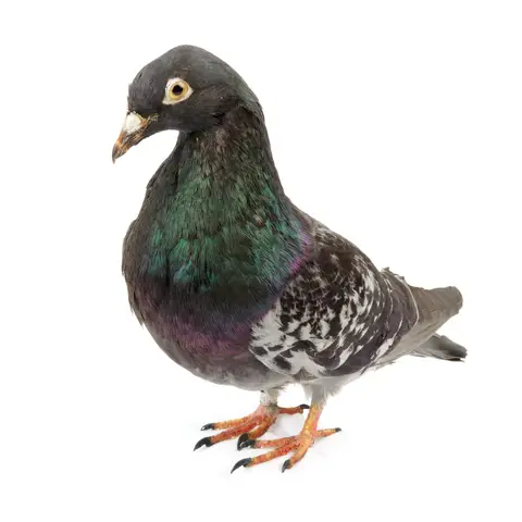 Pigeon