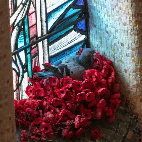 Pidgeon nest, perched in the Hall of Memory window sill.  Australian War Memorial