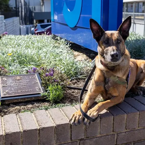 Manic, the combat assault dog