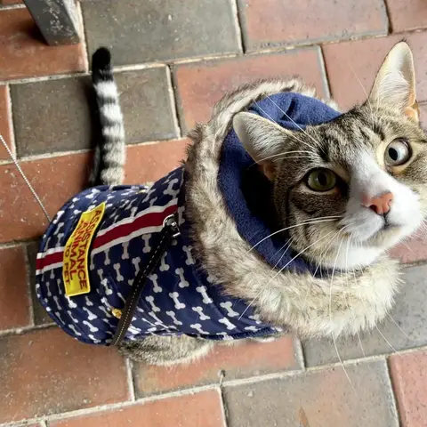 Bandit the cat