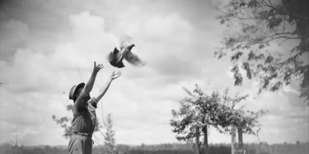  Signalman e. V. Muldt, signal platoon, battalion HQ, 2/17 infantry battalion, releasing a carrier pigeon with a message for Seria. 