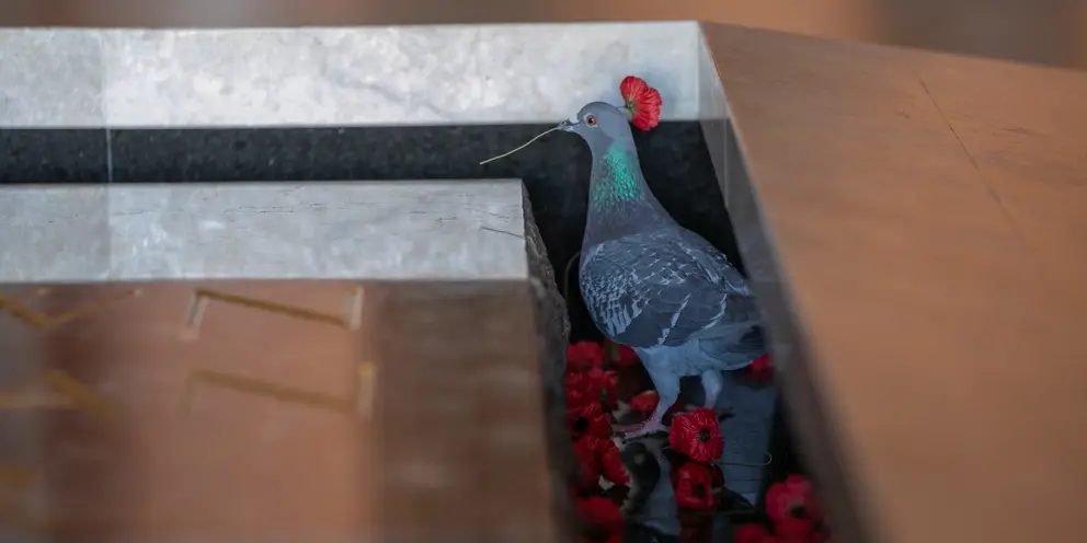 Pigeon collecting a red poppy from the Tomb of the Unknown solder