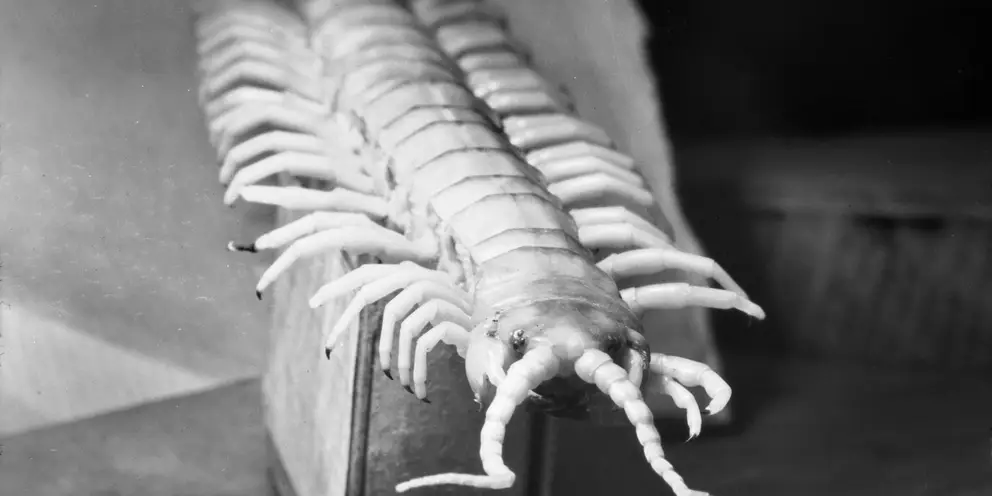 A 42 legged centipede, one of the many insect pests with which Australian servicemen have to contend with serving in New Guinea.