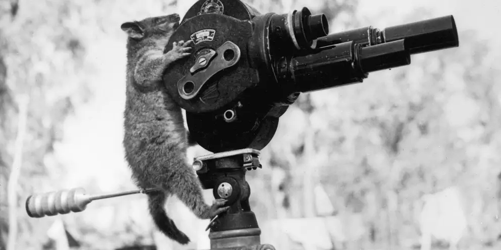 Northern Australia. A pet ring tailed possum examines department of information movie camera somewhere in north Australia and assumes the operators' stance. (negative by H. Dick).