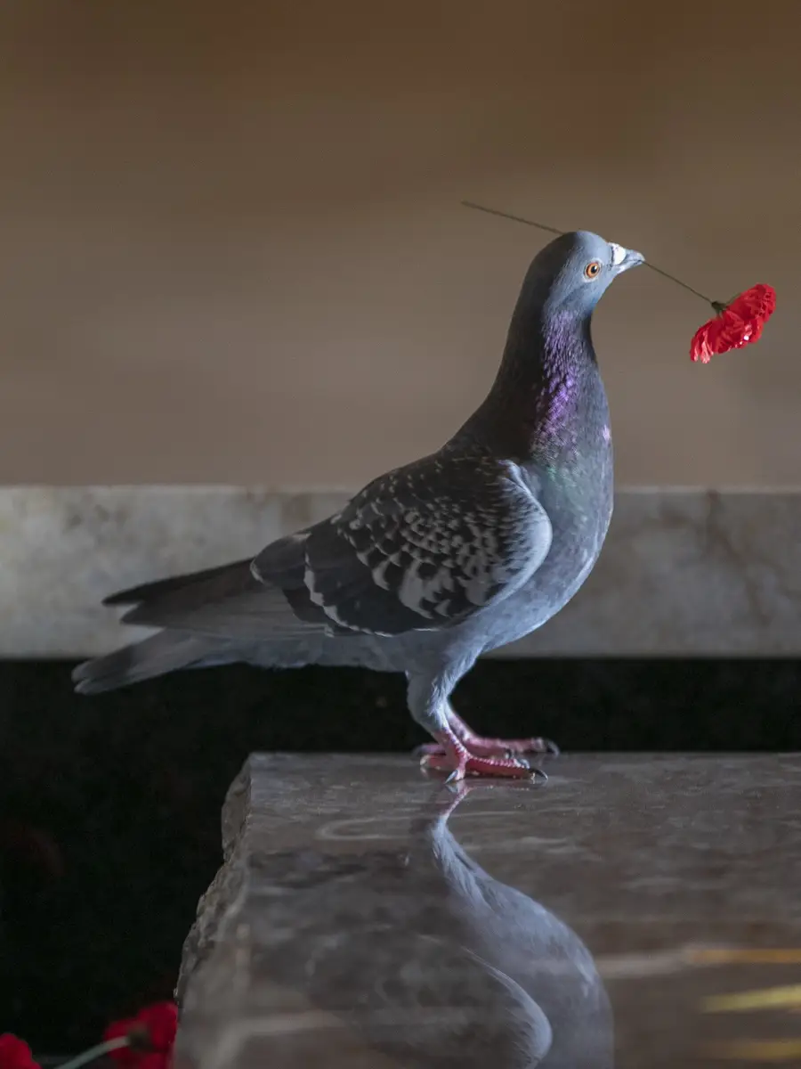  A pigeon takes poppies from the Tomb of the Unknown Soldier