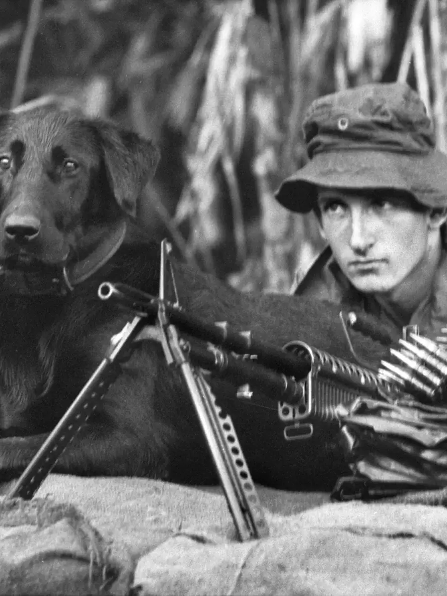 Tiber, a Labrador tracker dog with the 7RAR, is on piquet duty with his personal handler