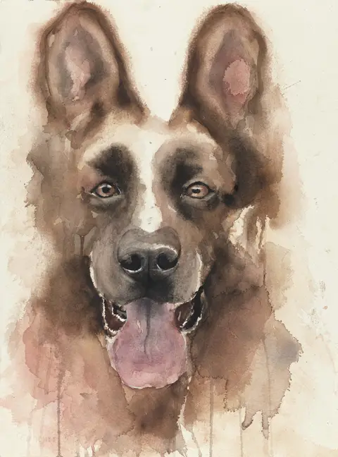 Kuga - Explosive Detection Dog