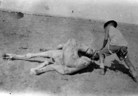 An Australian cameleer overpowers an uncooperative camel