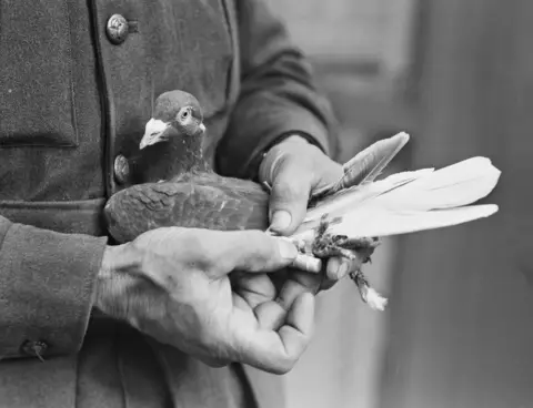 Hobart, TAS. 1943-04-18. 6th Australian carrier pigeon section. Close up of a pigeon's leg and the message carrier, showing the method of attachment.