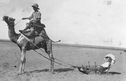 A cacolet fitted with sand runners and harnessed to a camel for transport of casualties in desert areas.