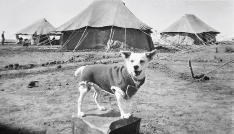 Horrie the Wog Dog, the four-legged mascot and campaigner attached to the 2/1st Machine Gun Battalion