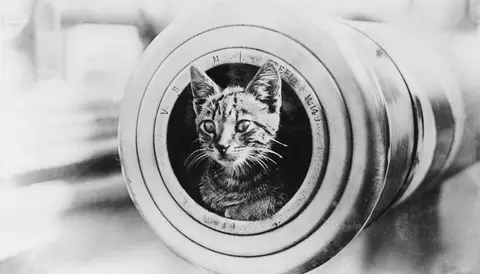 The feline mascot of the light cruiser HMAS Encounter, peering from the muzzle of a 6 inch gun.