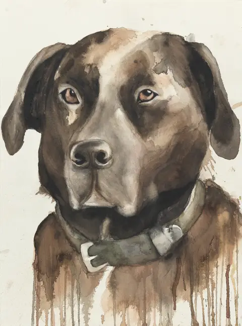 Razz – Explosive Detection Dog