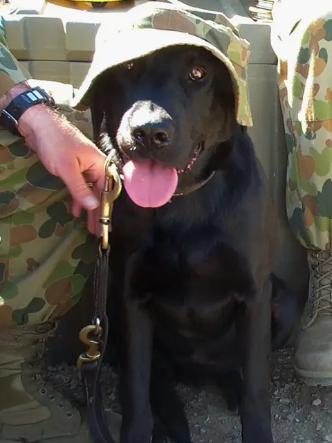 Informal portrait of Explosive Detection Dog, Razz