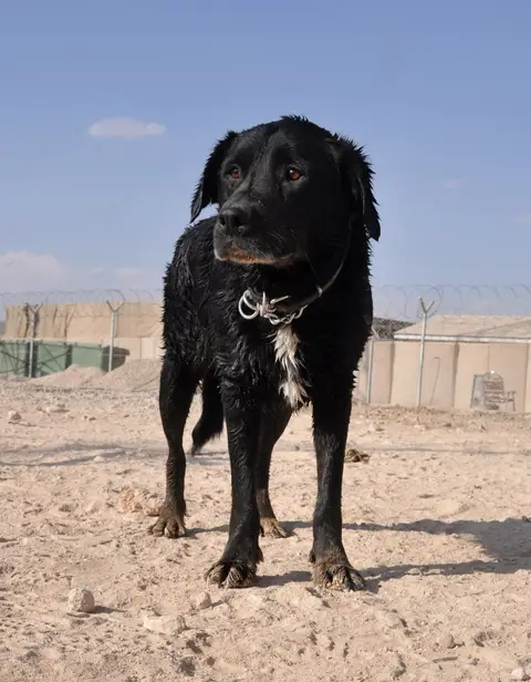 Sarbi, the Explosive Detection Dog