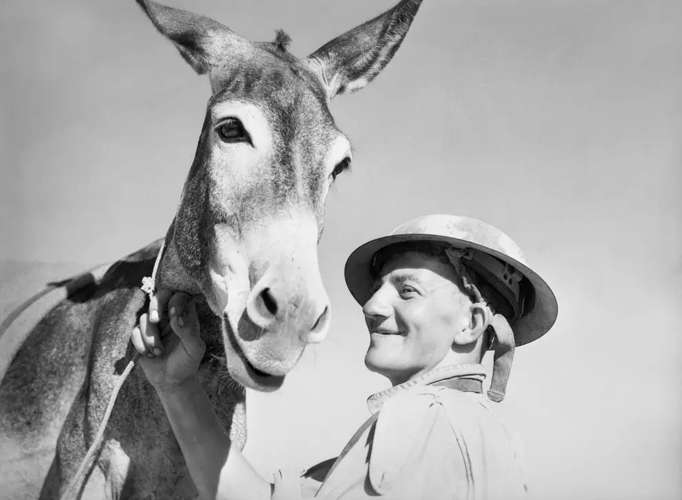 Khiam. The man with the donkey, 1941 version. Pte. D.W. Jones (nx15179) 